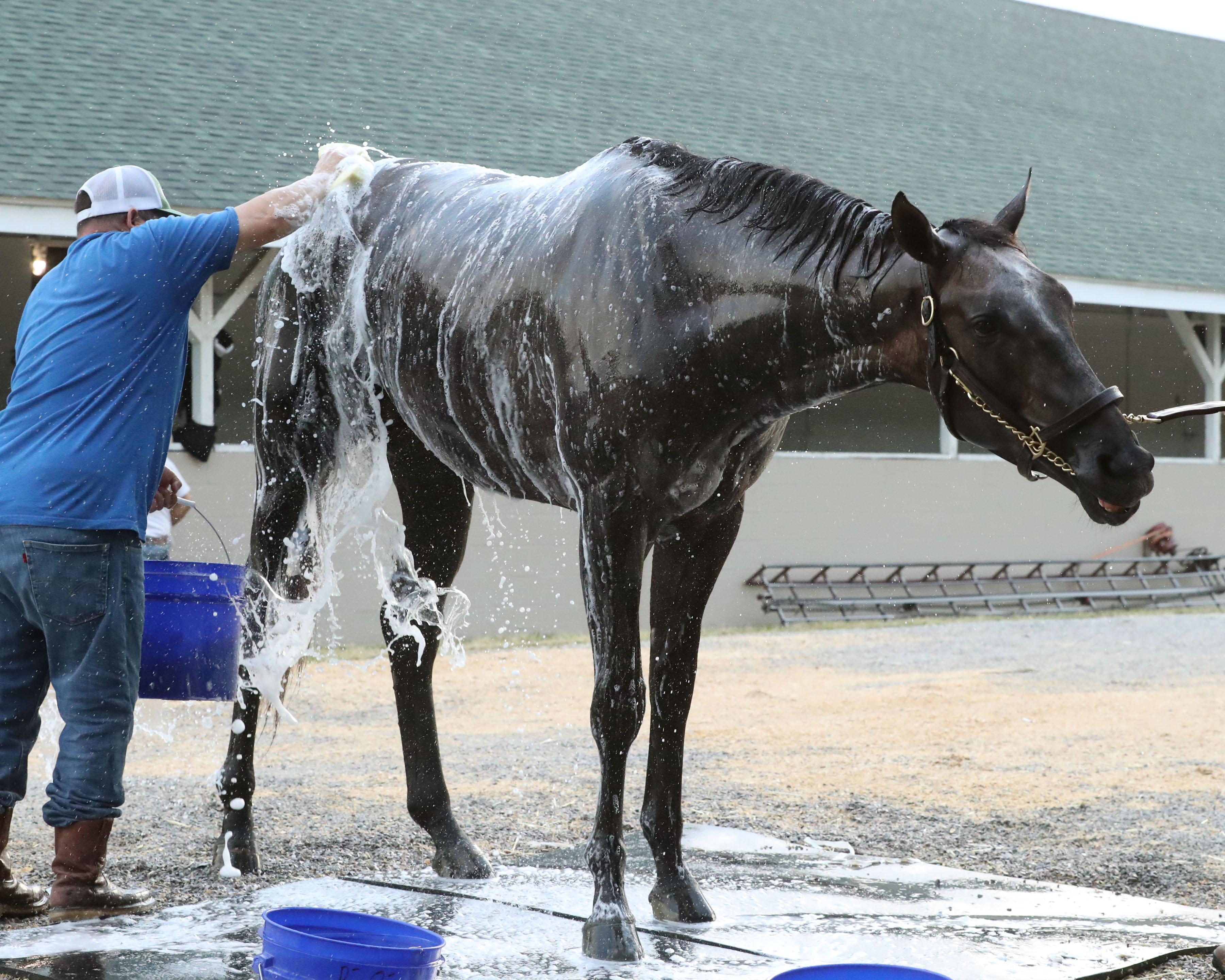 Pavlovian, Triple Crown, Kentucky Derby, Churchill Downs, horse racing, America's Best Racing, ABR